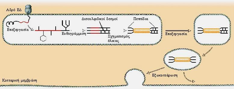 Βιοσύνθεση του κολλαγόνου ΚΟΛΛΑΓΟΝΑ Δισουλφιδικοί δεσμοί Ευθυγράμμιση 3 αλυσίδων πριν το σχηματισμό τριπλής έλικας.
