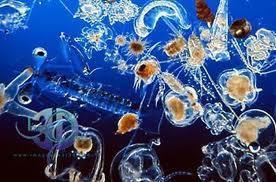 Habitat condition Ecosystem structure NON-INDIGENOUS SPECIES Abundance of