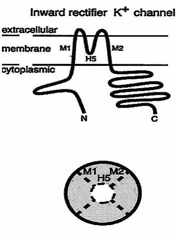 Εισαγωγή ενώ οι ετεροπολυμερείς δίαυλοι weaver GIRK2 με GIRK1, οδηγούν στη δημιουργία διαύλων με μειωμένο ιοντικό ρεύμα Κ + (Slesinger et al., 1996). Εικόνα 57.