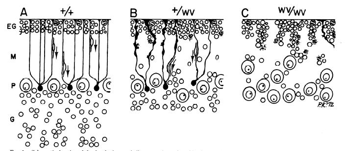 Εισαγωγή απομονωμένων νευρικών και αστρογλοιακών κυττάρων, οι οποίες έδειξαν ότι, κοκκιώδη κύτταρα με γονότυπο +/+, προσκολλώνται και μεταναστεύουν κανονικά πάνω σε Βergmann γλοία γονοτύπου +/+, αλλά