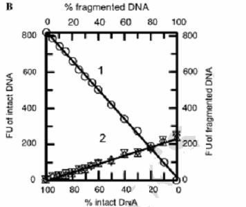 Υλικά και μέθοδοι το άγνωστο δείγμα DNA αποτελείται από ένα μίγμα κομματιών DNA μεγέθους > 23 KB και < 23 KB άγνωστων αναλογιών, που υπολογίζονται από τα ακόλουθα βήματα: α) Οι τιμές φθορισμού του Α