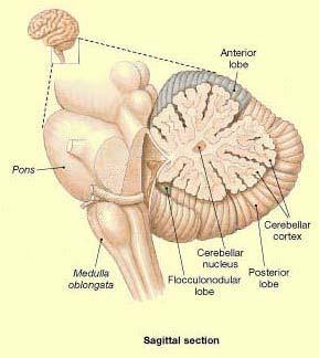 Εισαγωγή 2. Η ΠΑΡΕΓΚΕΦΑΛΙΔΑ 2.1. Ανατομία Η παρεγκεφαλίδα είναι τοποθετημένη στη βάση του εγκεφάλου.
