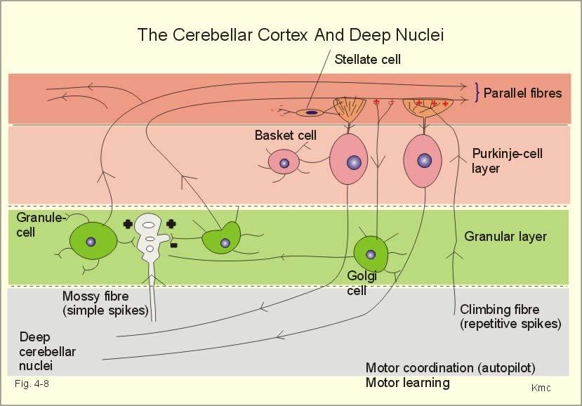 Εισαγωγή και τη μοριακή στιβάδα (molecular layer) στην οποία επίσης περιλαμβάνονται τα καλαθοειδή (basket cells), τα αστεροειδή (stellate cells) και τα Golgi κύτταρα (Εικόνα 9).
