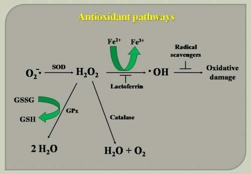 Εισαγωγή Καταλάση Η καταλάση (catalase, CAT) (οξυρεδουκτάση του υπεροξειδίου του υδρογόνου) αποτελεί σημαντικό ένζυμο του αντιοξειδωτικού αμυντικού μηχανισμού και είναι ομοτετραμερής.