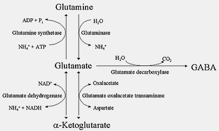 Εισαγωγή οδηγήσει σε αδυναμία αυτού του συστήματος. Αυτή η αδυναμία προκαλεί διόγκωση των αστροκυττάρων και απελευθέρωση του γλουταμινικού οξέος. Εικόνα 31.