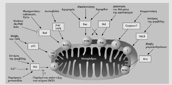 Εισαγωγή Εικόνα 37. Πρωτεΐνες παραγόμενες κατά τη διαδικασία της απόπτωσης κινούται προς το μιτοχόνδριο, επηρεάζοντας την εσωτερική του μεμβράνη.
