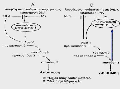 Εισαγωγή παροδικής έκφρασης του Bax (Rosse et al.,1998), είτε µε άµεση έγχυση κυτοχρώµατος c (Zhivotovsky et al., 1998). Εικόνα 38.