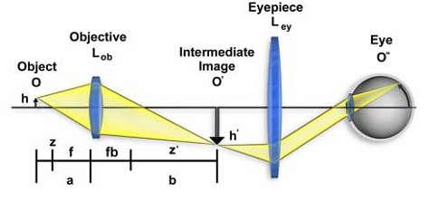 Didinimas Mikroskopo veikimo principas (geometrinis): 1.