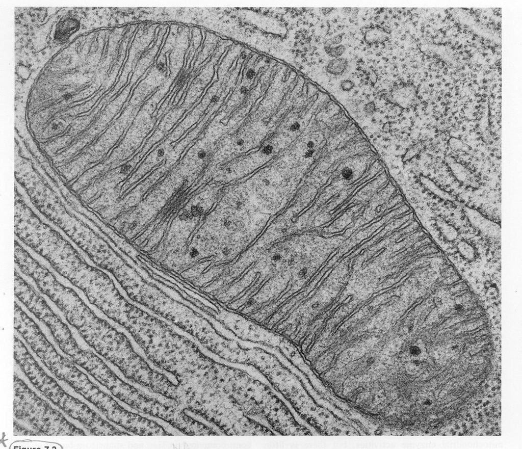 Μιτοχόνδριο Δομή Μιτοχονδρίου Avers,