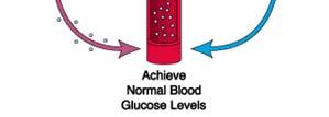 Jetrne celice izločajo glukozo v kri Mišične in maščobne celice apsorbirajo glukozo iz krvi Koncentracija glukoze v krvi je