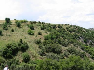 Θαμνολίβαδα ή θαμνώνες Οικονομική σημασία 7.750.000 στρ.