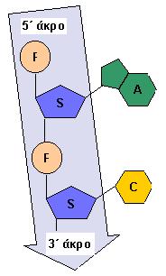 22 Ανακάλυψη Γνώσης από Βιολογικές Αλληλουχίες τελευταίο έχει ελεύθερο το υδροξύλιο του 3 ου άνθρακα της πεντόζης του (Σχήµα 3.2).