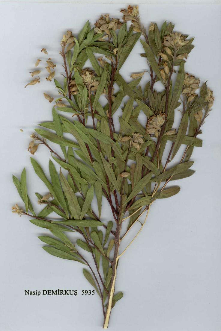 نام علمي: Daphne mucronata Royle خانواده: Thymelaceae نام