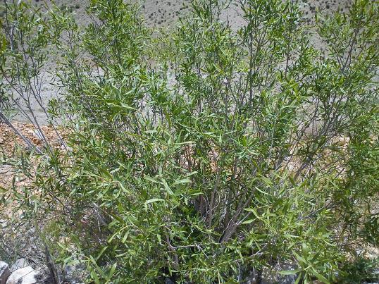oleoides )laureola, Daphne genkwa, Daphne