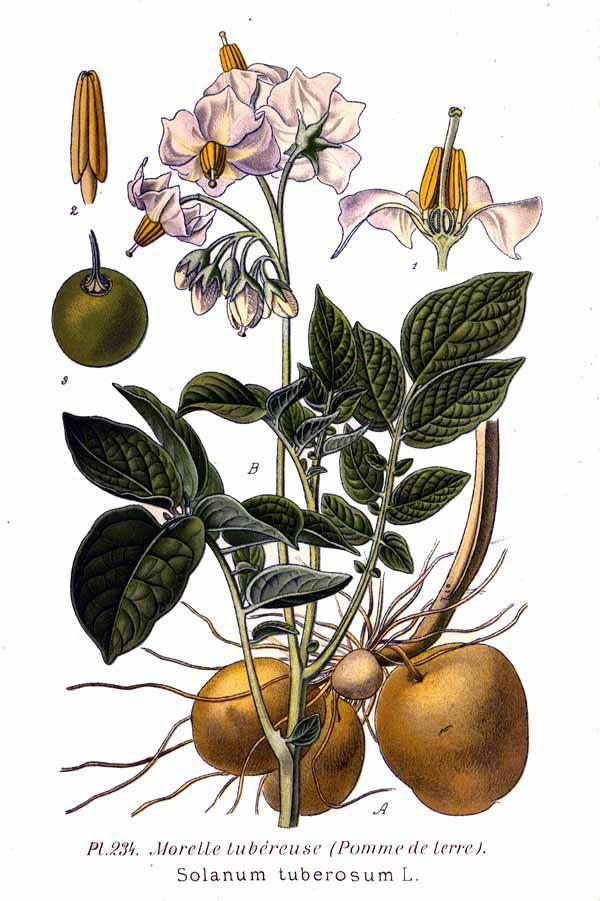 Σ χ Ο Γ Ε Κ χ Β Ο : η ό η η : Φ (Plantae) : (Magnoliophyta) : (Magnoliopsida)