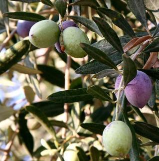 ΕΛΙΑ - ΕΛΑΙΟΛΑΔΟ Η ελιά είναι γνωστή από τους αρχαιότατους χρόνους.