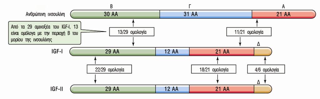 IGF-Ι Οµολογία