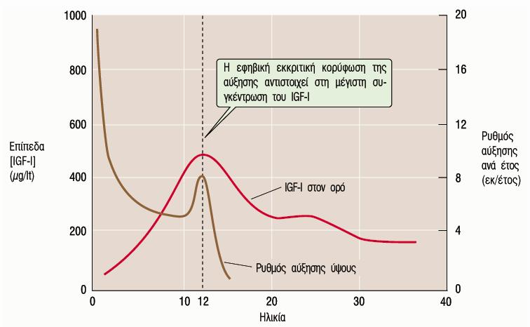 Αυξητική ορµόνη - IGF-Ι & Ρυθµός Αύξησης Ύψους Ο IGF-Ι του πλάσµατος χρησιµοποιείται ως µέτρο της έκκρισης GH Σχετικά σταθερή συγκέντρωση στη διάρκεια της ηµέρας (1-2Χ) v Ελαττώνεται σε άτοµα µε