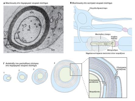 Μυελίνωση Εισαγωγή