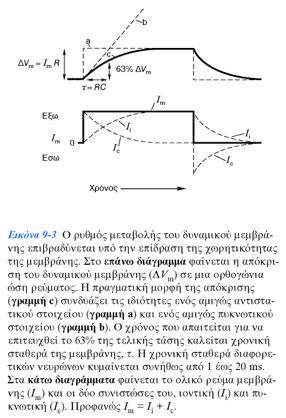 Χρονική σταθερά της μεμβράνης Κεφάλαιο