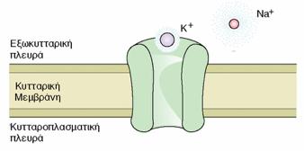ΔΙΑΥΛΟΙ ΙΟΝΤΩΝ Διαμεμβρανικές πρωτεΐνες Μεταφορά ιόντων Παθητικά Μεγάλη ταχύτητα Επιλεκτικότητα στο ιόν που μεταφέρουν Δίαυλοι νατρίου Δίαυλοι καλίου Δίαυλοι