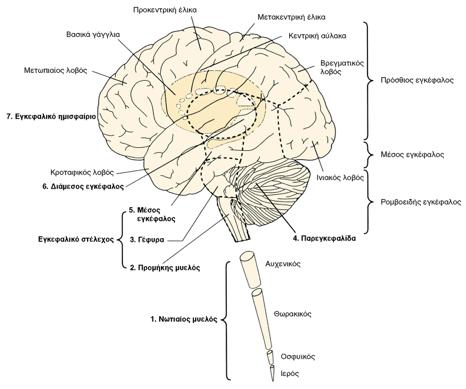 Κεντρικό Νευρικό Σύστηµα - Δοµή Εισαγωγή