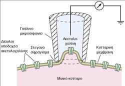 ΤΕΧΝΙΚΕΣ ΚΑΤΑΓΡΑΦΩΝ ΕΞΩΚΥΤΤΑΡΙΑ ΚΑΤΑΓΡΑΦΗ ΔΥΝΑΜΙΚΟ ΜΕΜΒΡΑΝΗΣ A. B.