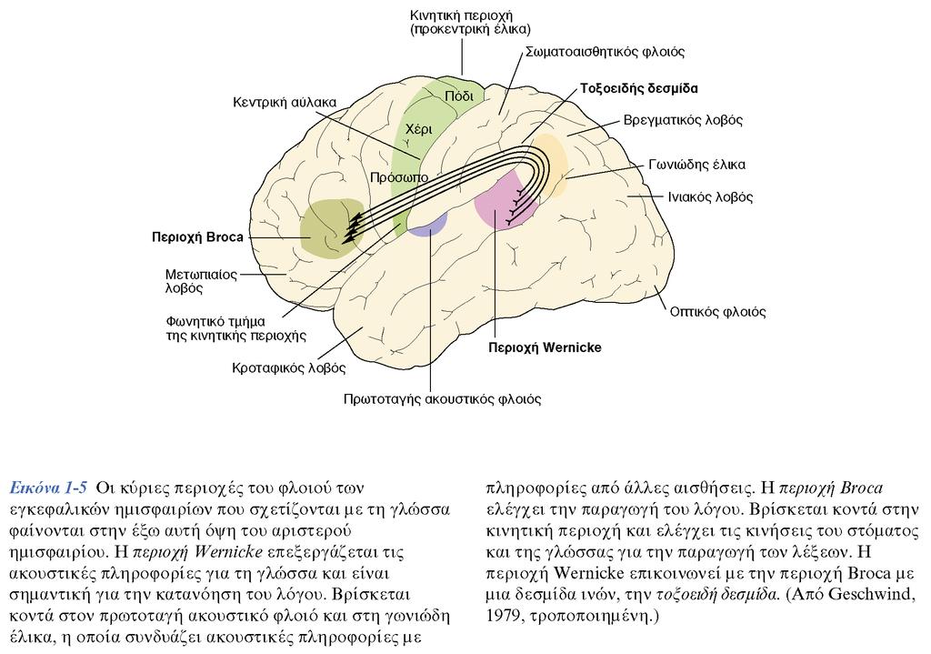 Λοβοί του εγκεφαλικού φλοιού Μετωπιαίος (frontal) Βρεγματικός (parietal)