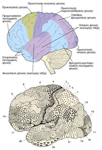 Περιοχές του εγκεφαλικού φλοιού που φαίνονται εξωτερικά Περιοχές Broadman Εισαγωγή Σιδηροπούλου - Νευροβιολογία Περιοχή 1,