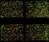 validation) Mutational Analysis Identifying gene mutations in