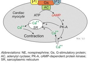 (Adenylate Cyclase) Αύξηση της camp