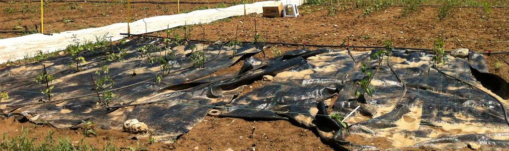 με την κατάλληλη υποδομή, οι οποίοι διατέθηκαν για 3 χρόνια, μετά από δημόσια κλήρωση, σε πολίτες της Θεσσαλονίκης για να καλλιεργηθούν