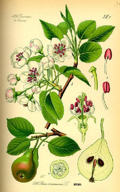 Aχλαδιά Εικόνα 5. Pyrus communis Η καλλιέργεια της αχλαδιάς (Pyrus communis) είναι επίσης εξαιρετικά διαδεδομένη σε όλο τον κόσμο.
