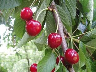 Εικόνα 9. Prunus cerasus, καρποί (βύσσινα) Τσαπουρνιά Εικόνα 10.