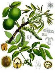 Kαρυδιά Εικόνα 15. Juglans regia Στην Ελλάδα η Kαρυδιά (Juglans regia) καλλιεργείται σε 70% σε ορεινές (>500 µ), 20% ηµιορεινές (>200 και <500 µ) και 10% πεδινές περιοχές.