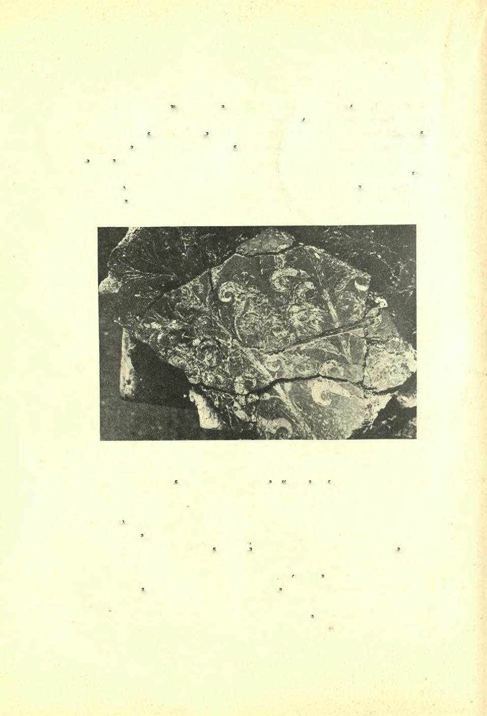 88 Πρακτικά τής Αρχαιολογικής Εταιρείας 1932 Τά ΰπ άρ.