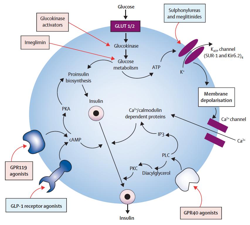 insulinreleasing drugs ΤΟ