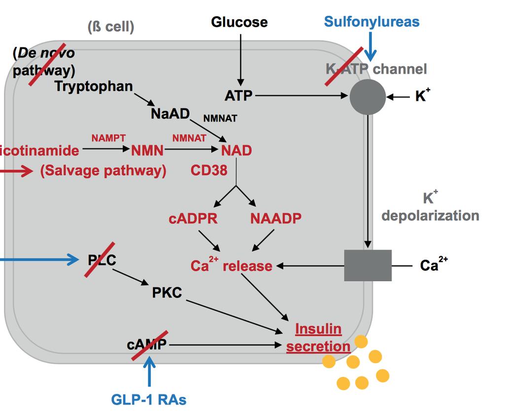 oxidative