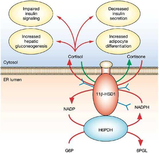 Αναστολείς της 11Beta-Hydroxysteroid Dehydrogenase Type 1.