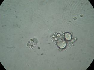 Tween 8 (γ) ή ξανθάνης (δ). A d 3. =. α β γ δ d 3. =11.89 d 3.