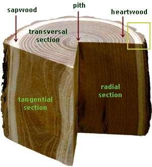 Βασικές επιφάνειες του ξύλου, χαρακτηριστικά σομφό