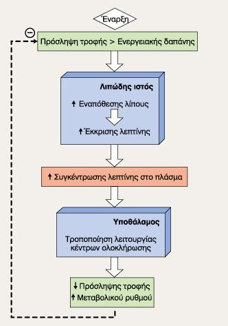 Μεταβολισμός ενέργειας Μεταβολικές προσαρµογές Oι προσαρμογές αυτές αντανακλώνται επίσης στις αλλαγές των συγκεντρώσεων υποστρωμάτων στο πλάσμα.