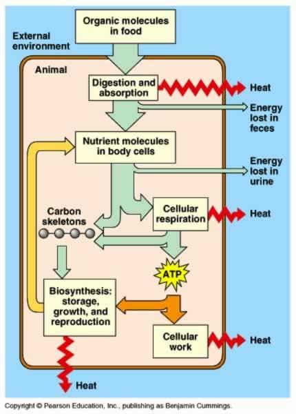 Μεταβολισμός ενέργειας Εισαγόµενη ενέργεια = εξαγόµενη ενέργεια Εισαγωγή ενέργειας μέσω των τροφών Εξαγωγή