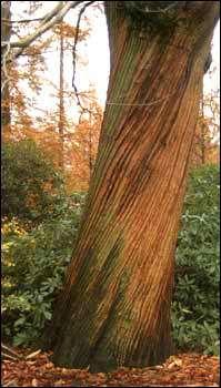 2. Ακανόνιστη διάταξη αυξητικών δακτυλίων: στρεψοΐνια Στρέψη ινών ξύλου γύρω από άξονα του κορμού Σημαντικό ελάττωμα: μειώνει μηχανική αντοχή, ευνοεί ραγάδωσηστρέβλωση Όταν η διεύθυνση ινών