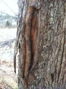επούλωση τραύματος Τραυματισμοί δέντρων μπορεί να προκληθούν από πολλούς οργανικούς