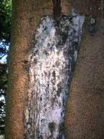 Τραυματισμοί δέντρων μπορεί να προκληθούν από πολλούς οργανικούς (άνθρωπος,