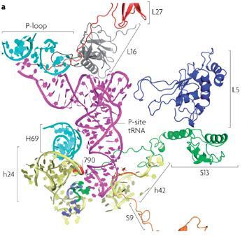Ρόλος της L27 ριβοσωμικής πρωτεΐνης Ο πρόσφατος προσδιορισμός της τρισδιάστατης δομής ολόκληρου του ριβοσώματος με προσδεδεμένα τα trna και το mrna, αποκάλυψε ότι το απώτατο αμινοτελικό άκρο (9