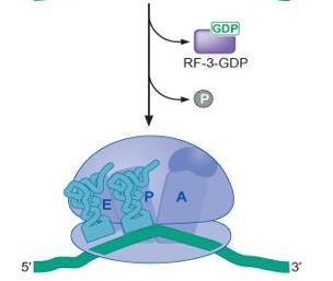 Μια αλλαγή στη διαμόρφωση του ριβοσώματος και του παράγοντα τάξης Ι, προωθεί τον RF3 να ανταλλάξει το δεσμευμένο GDP με GTP, με
