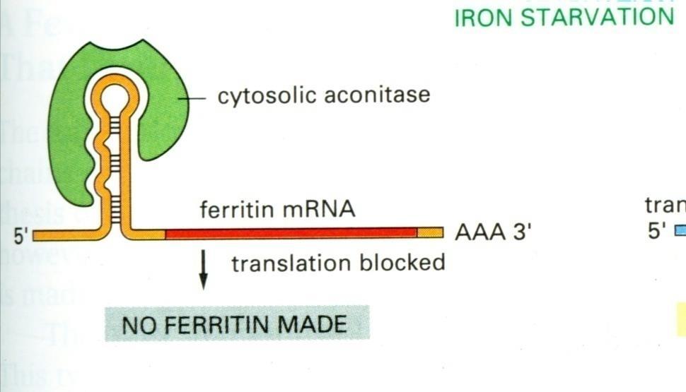 Ρύθμιση της μετάφρασης συγκεκριμένων μορίων mrna. Χαρακτηριστικό παράδειγμα η ρύθμιση της μετάφρασης της φερριτίνης.