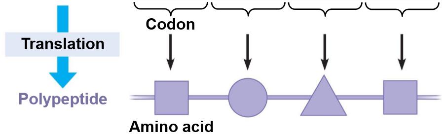 πληροφορίας από το mrna στην πρωτεΐνη αφορά «ανόμοια» είδη μορίων (νουκλεοτίδια και αμινοξέα)